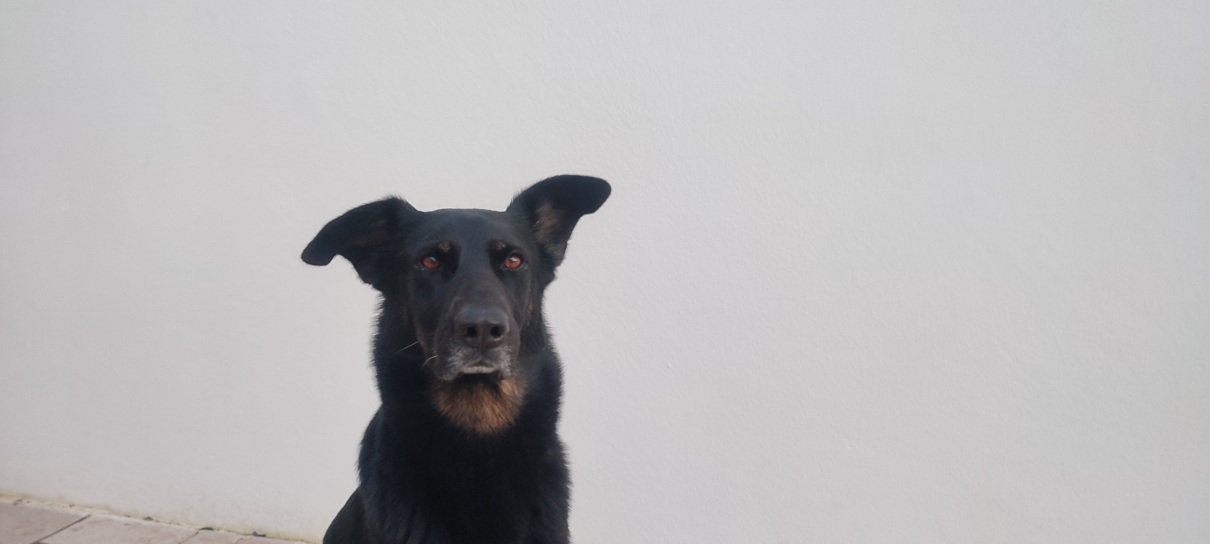 Slowdoggos Léna